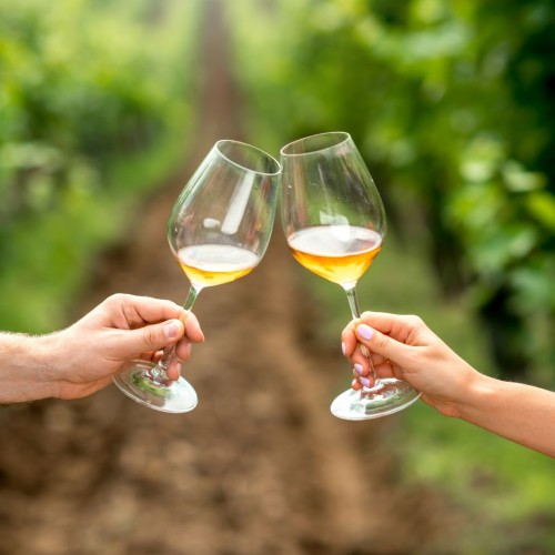 Wine experience in a Greek vineyard with natural landscape