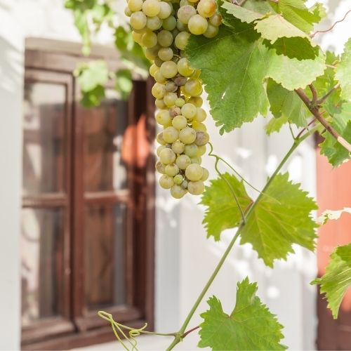 Grapes in the sun of Santorini illustrating the unique terroir and indigenous grape varieties of Greece