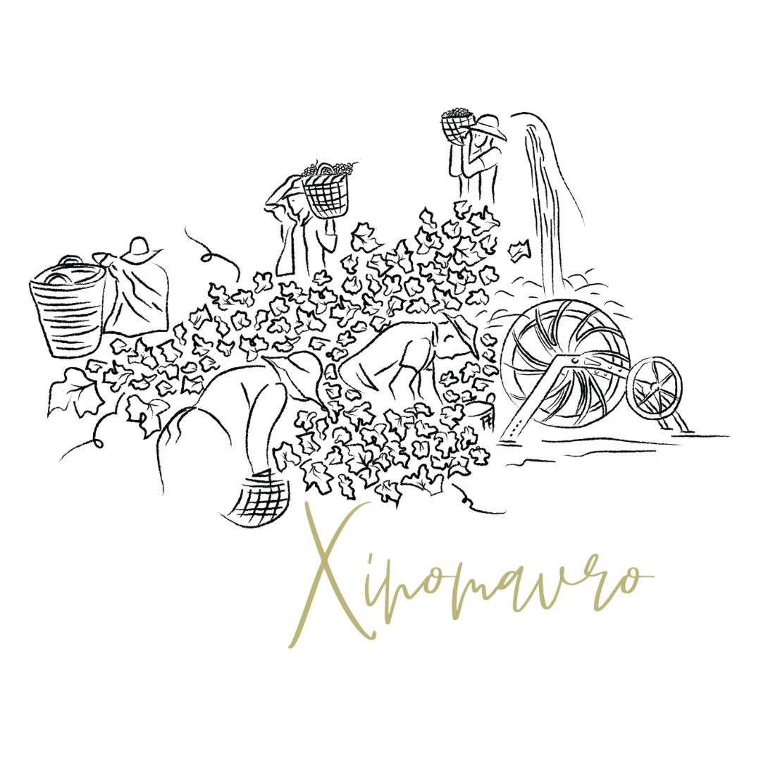Xinomavro